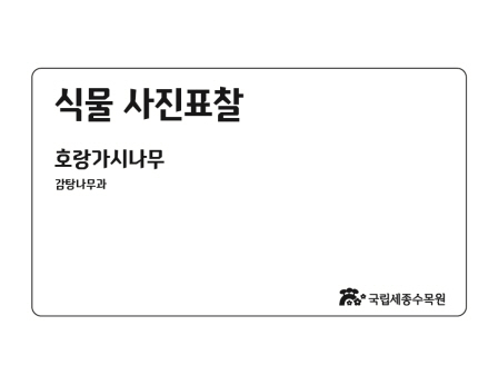 호랑가시나무 썸네일.jpg